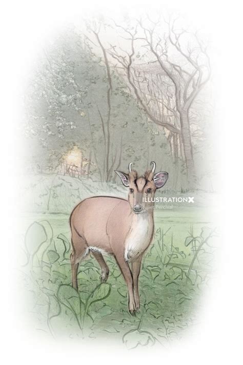 Muntjac Deer Illustration By Juliet Percival