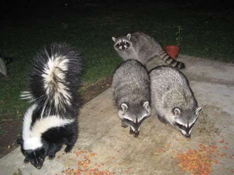 Maybe you would like to learn more about one of these? Raccoons_&_skunk_eating together! This happened a lot out ...