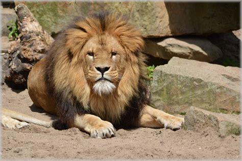 Free Images Animal Wildlife Zoo Mane Predator Fauna Lioness
