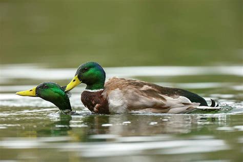 Mallard Ducks Same Sex Sexual Behaviour Photograph By Simon Booth