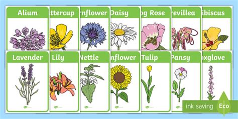 Fascinating Flower Facts For Kids Twinkl