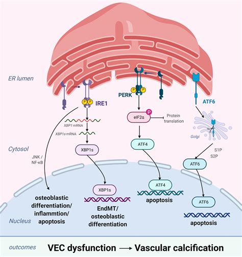 Frontiers Endoplasmic Reticulum Stress And Pathogenesis Of Vascular