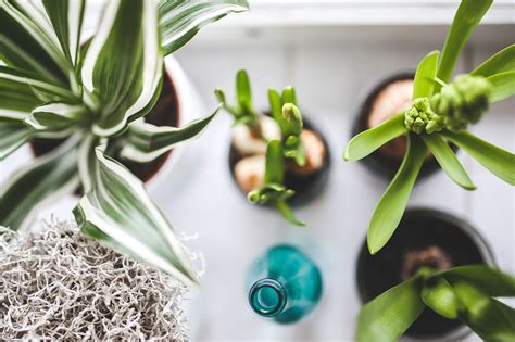 Houseplant Identification 101 Identify Plants In Your House •