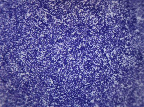 Bacillus Culture Prepared Microscope Slide 75x25mm — Eisco Labs