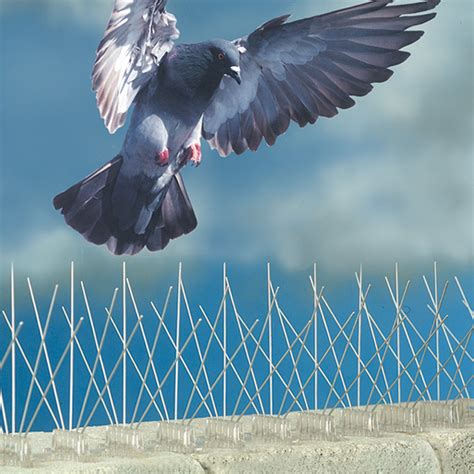 Placing pigeon netting around your garden will obstruct bothersome pigeons from accessing your plants. Premium Model Stainless Steel Bird Spikes,Anti Pigeon ...