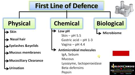 What Is First Line Of Defence In Immune System Physical Chemical