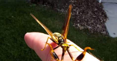 This Wasp Meets Praying Mantis Is Definitely The Most Terrifying Bug