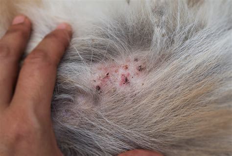 Dermatite Allergica Gatto Cause Sintomi E Terapia Petsblog My Xxx Hot Girl