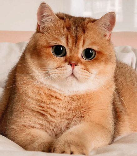 Why Are British Shorthairs So Fat Poc