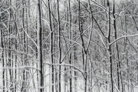 무료 이미지 나무 숲 분기 눈 겨울 검정색과 흰색 목재 서리 얼음 날씨 단색화 시즌 작은 가지 삼림지