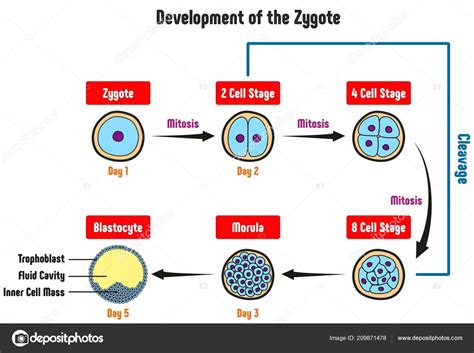 Development Zygote Diagram Including All Stages Cell Mitosis Cleavage
