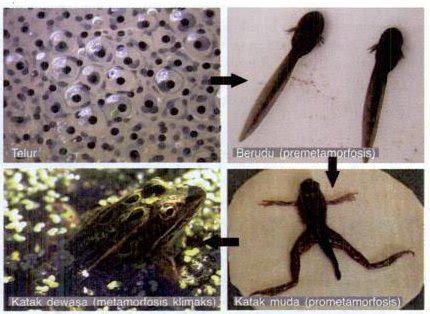 We did not find results for: Metamorfosis Serangga dan Katak ~ Majalah Remaja