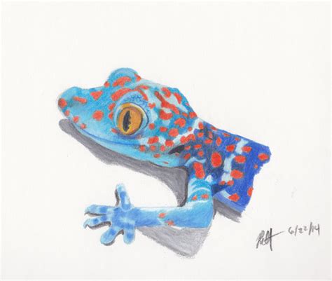 Tokay Gecko By Raquelravage On Deviantart
