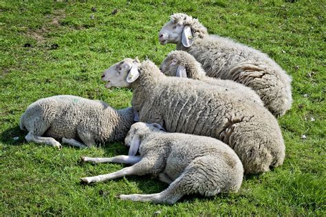Animal Sheep Lamb Free Photo On Pixabay Pixabay