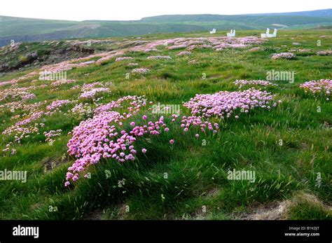 Ireland Wild Flowers Hi Res Stock Photography And Images Alamy