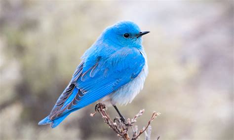 Beautiful Mountain Bluebirds Are The Bluest Of All Bluebirdsand They