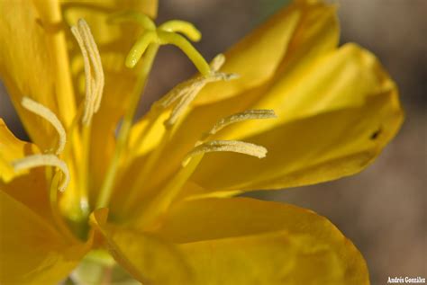 Fotos De Flora Nativa Y Adventicias De Uruguay Oenothera Affinis