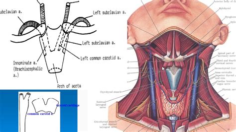 The principal arteries of supply to the head and neck are the two common carotids; 60 common carotid artery - YouTube