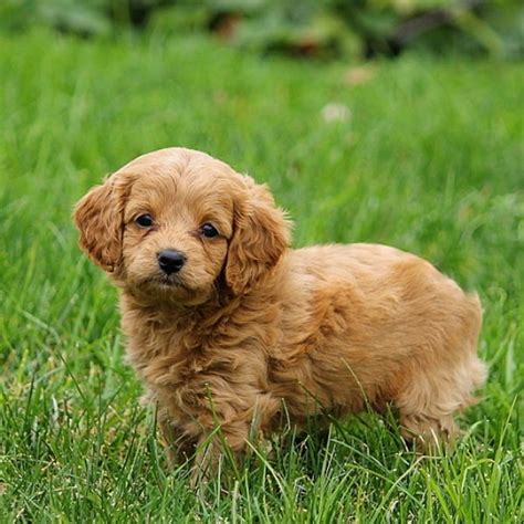 They make great family pets and companions! Forever Puppies for Sale - Cavapoochon Puppies ...