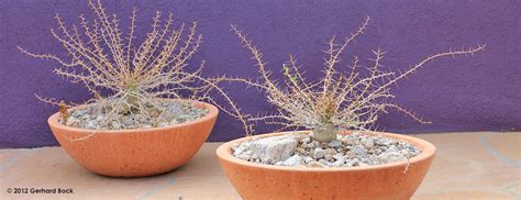 The society has more than 80 branches in the uk, each of which organises an active programme of local events every year. Sacramento Cactus and Succulent Society (SCSS)