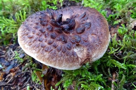 Wir haben diesen pilz auch in sehr großer menge getrocknete. Die beliebtesten Speisepilze - NABU