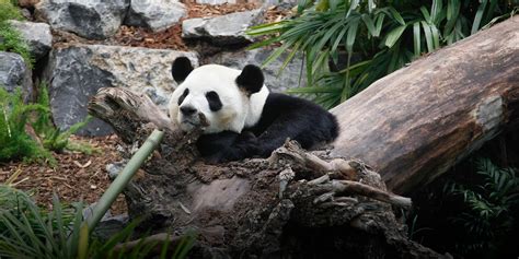Pandas At Canada Zoo ‘in Jeopardy Over Dwindling Bamboo Supply