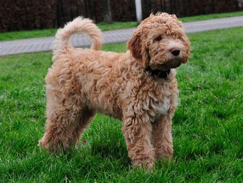 All You Need To Know About Barbet Dog Breed Doglopedix