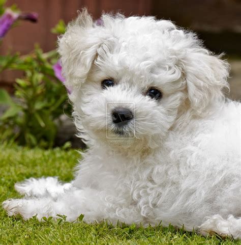 Rules Of The Jungle Bichon Frise Puppies