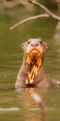 53 Colombian Fauna ideas | animals, colorful animals, fauna