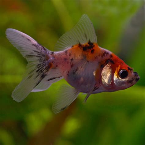 Fantail Goldfish Calico Tropical Fish For Freshwater Aquariums