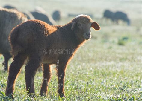 Little Brown Lamb In The Pasture Sheep Breeding Fine Fleeced Stock