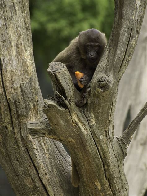 Monkey Stock Photo Image Of Wildlife Monkey Trees 33824466