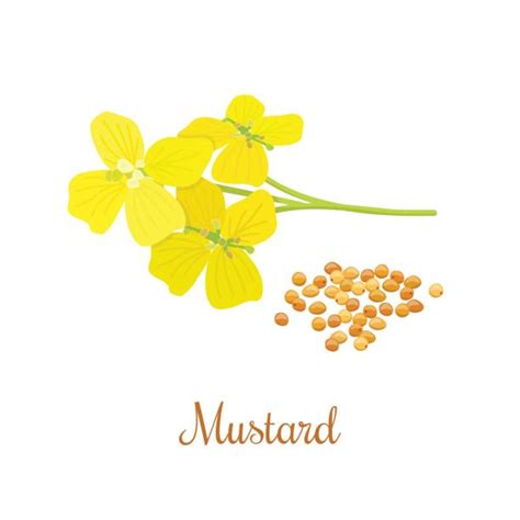 Mustard Flower Clip Art Vector Images And Illustrations