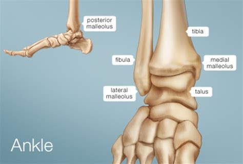 How many bones make up the wrist? Ankle (Human Anatomy): Image, Function, Conditions, & More