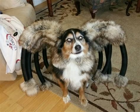 27 Insanely Clever Halloween Costumes For Your Dog