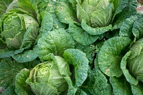 6 Health Benefits Of Cabbage Healthy Foods Mag