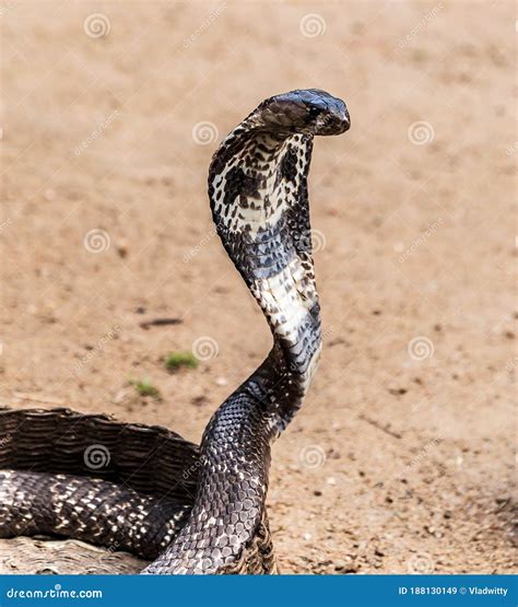 Cobra Snake Stock Image Image Of Hood Head Character 188130149