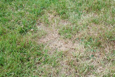Killing the weeds without healing the lawn means you're only treating the symptoms. How to Treat and Prevent Brown Patches in your Grass in New Jersey - Chris James Landscaping