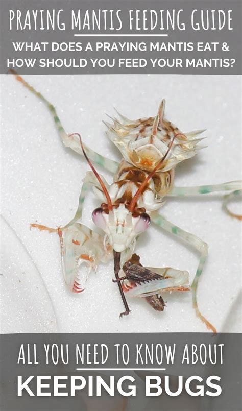 The Praying Mantis Feeding Guide Is Shown Above An Image Of A Praying