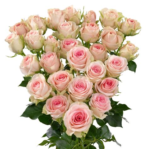 Good Mood® Interplant Roses