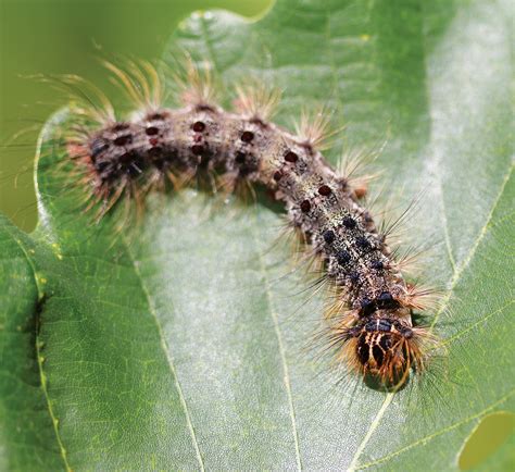 conservation aerial treatments to curb spread of gypsy moths the laurel of asheville