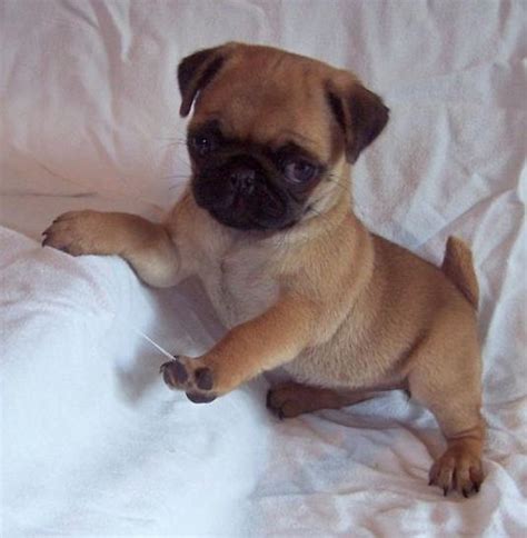 Le migliori crocchette per ogni razza di cane. Cuccioli di carlino ( Gratis )