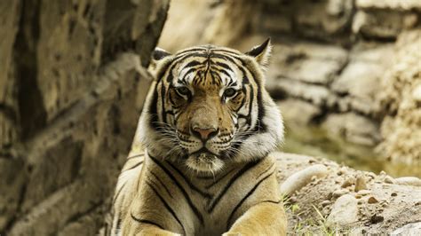Tiger Big Cat Stripes Predator Formidable 4k Hd Wallpaper