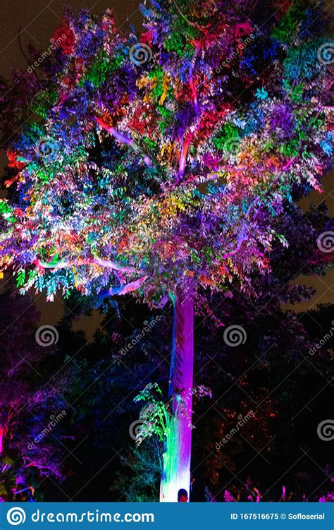 Illuminated Tree In Tropical Rainforest In Laos South East Asia