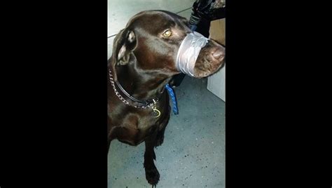 Woman Duct Tapes Her Dogs Muzzle Shut And Posts Photos To Facebook