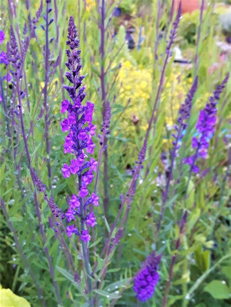 Purple Toadflax Linaria Purpurea Identification And Other Facts