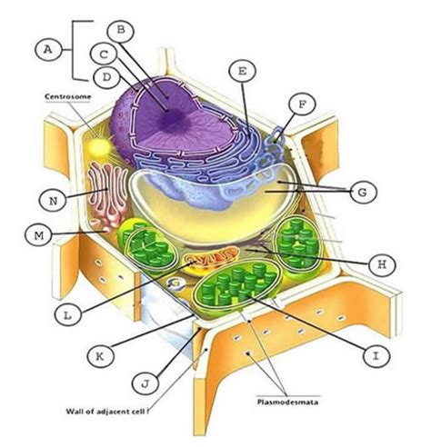 Plant Cell Biology Corner Sbi 3c Cellular Biology Ms Corner Gardiner