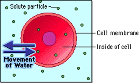 Cells swell in hypotonic solutions and shrink in hypertonic ones. An Animal Cell Placed Into A Hypertonic Solution Will ...