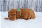 Puppyfinder.com is your source for finding an ideal vizsla puppy for sale in massachusetts, usa area. Vizsla Puppies for Sale from Reputable Dog Breeders