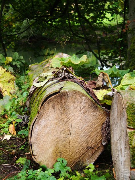 Free Images Nature Forest Grass Branch Wood Sunlight Leaf